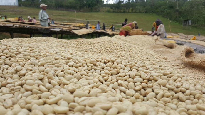Ethiopia and the Legend of Coffee
