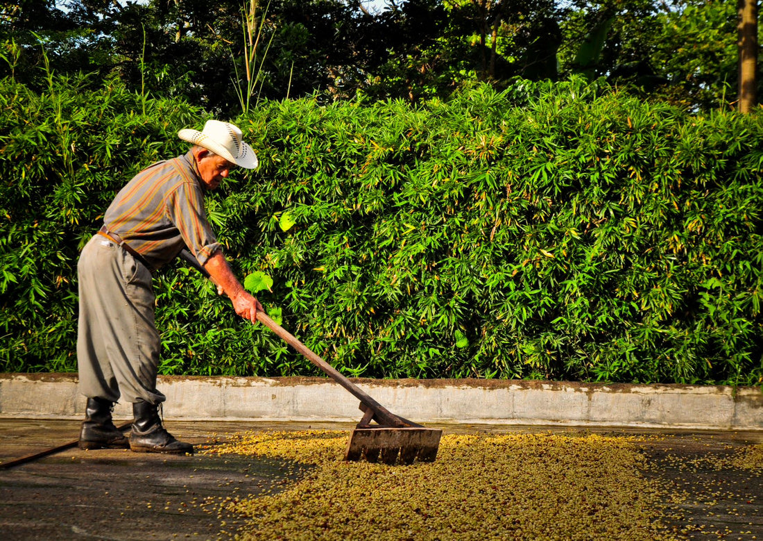 What is organic certified coffee?