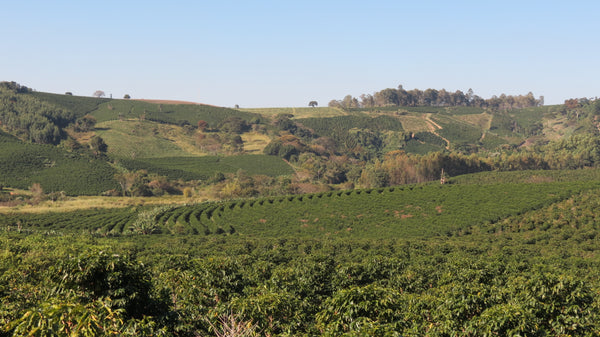 Bela Vista Fruity Anaerobic