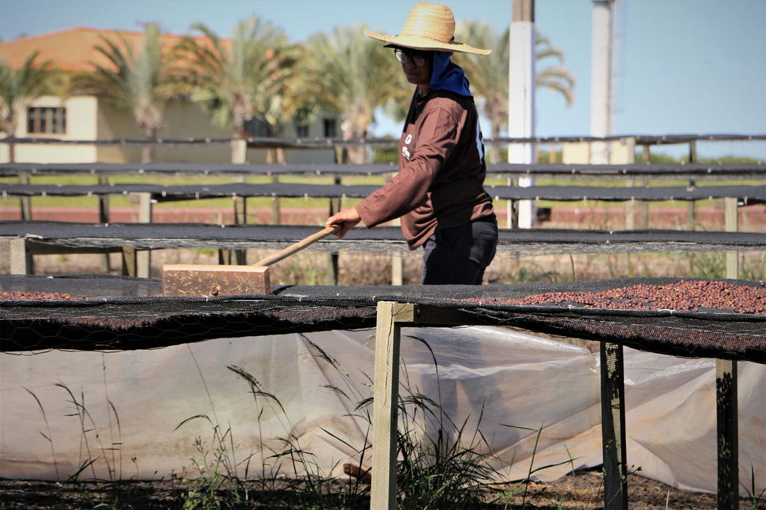 Brazil & Sustainability of the Coffee Industry