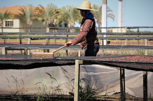 Brazil & Sustainability of the Coffee Industry