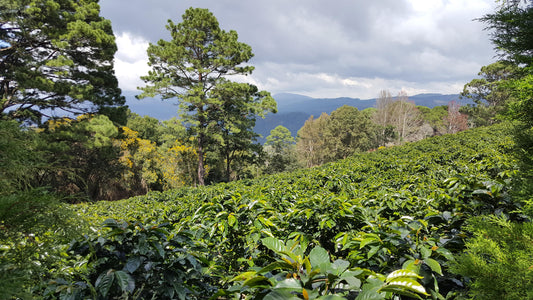 Honduras