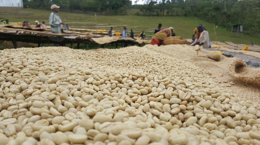 Ethiopia and the Legend of Coffee
