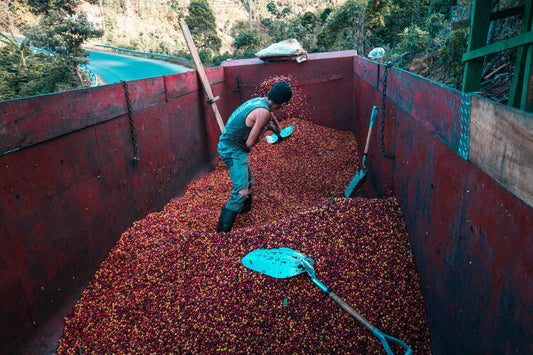 Costa Rica's Complex Coffee