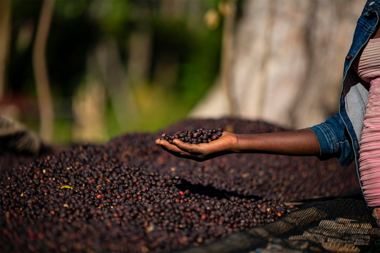 Ethiopia Heirloom