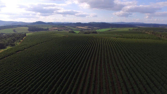 Brazil Fazenda Bela Vista