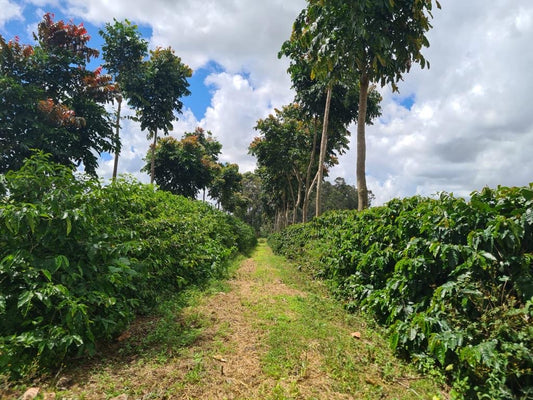 Brazil Fazenda Dois Irmaos