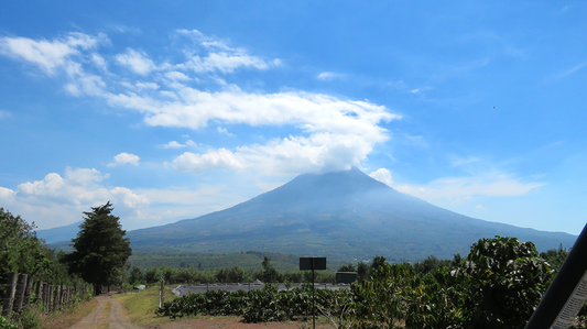Guatemala Harvest