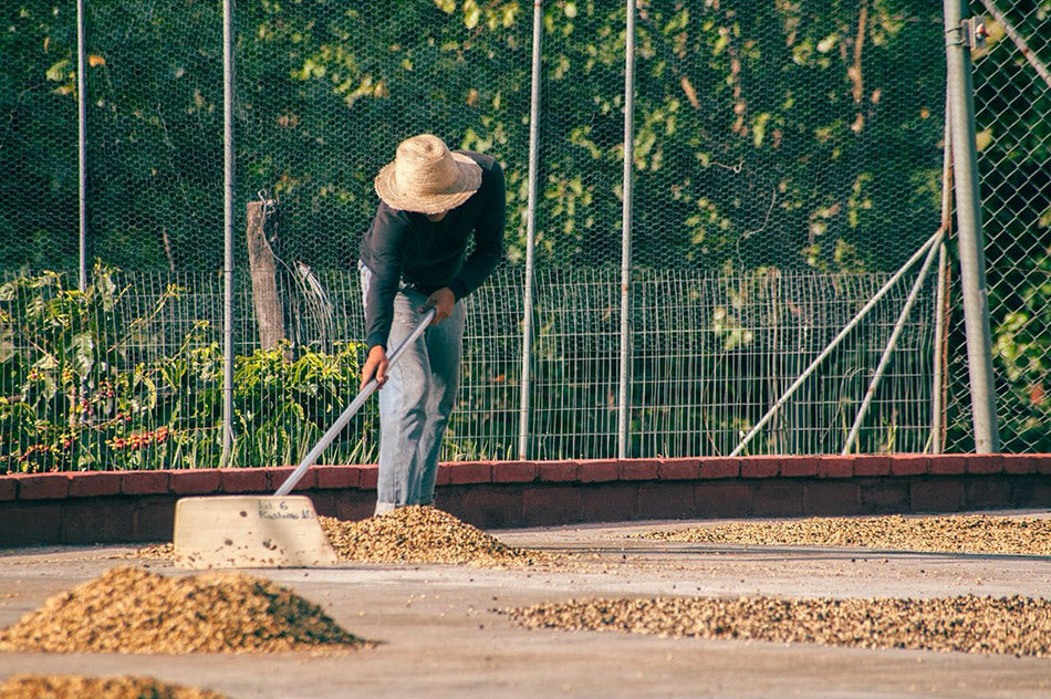 Coffee community must support at-risk producers