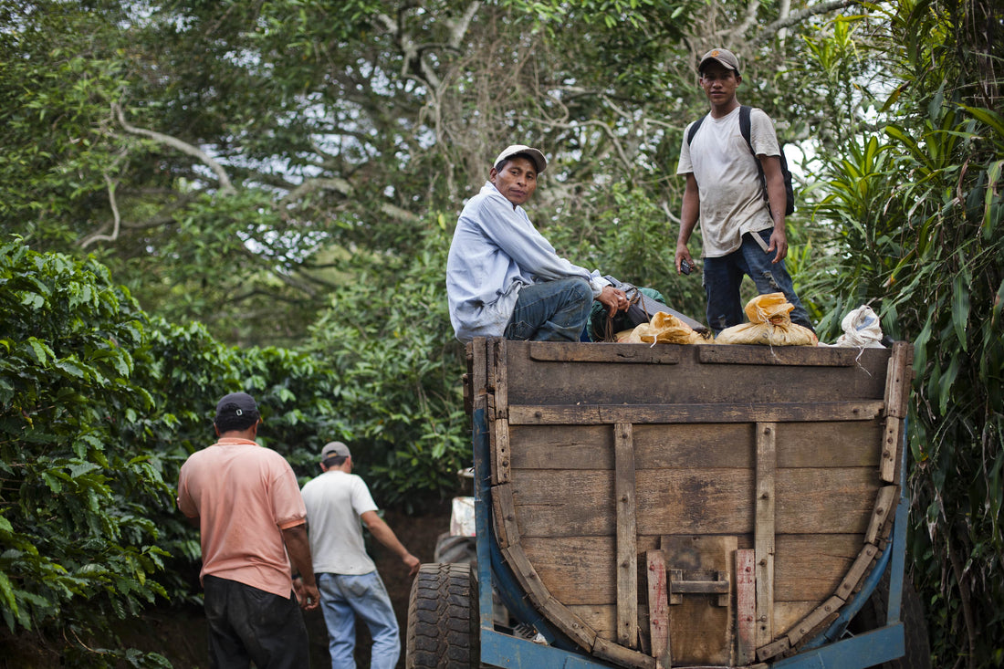 The Growth of Guatemala