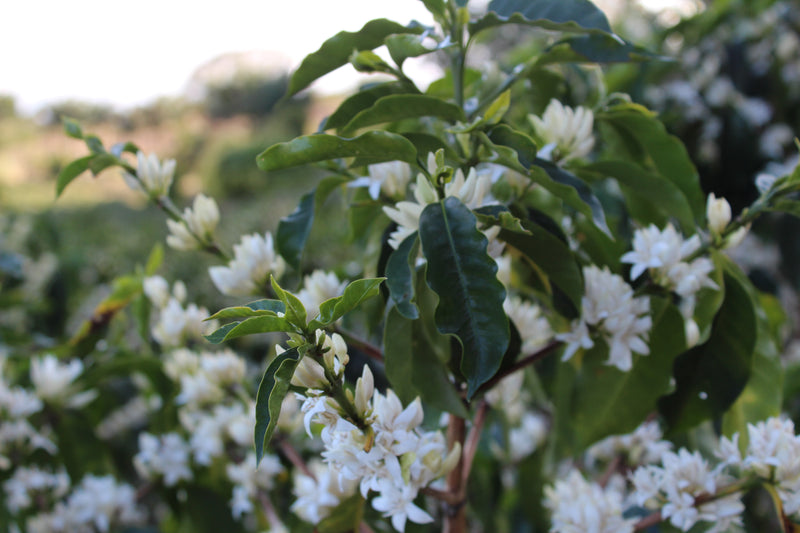 Dumerso Yirgacheffe