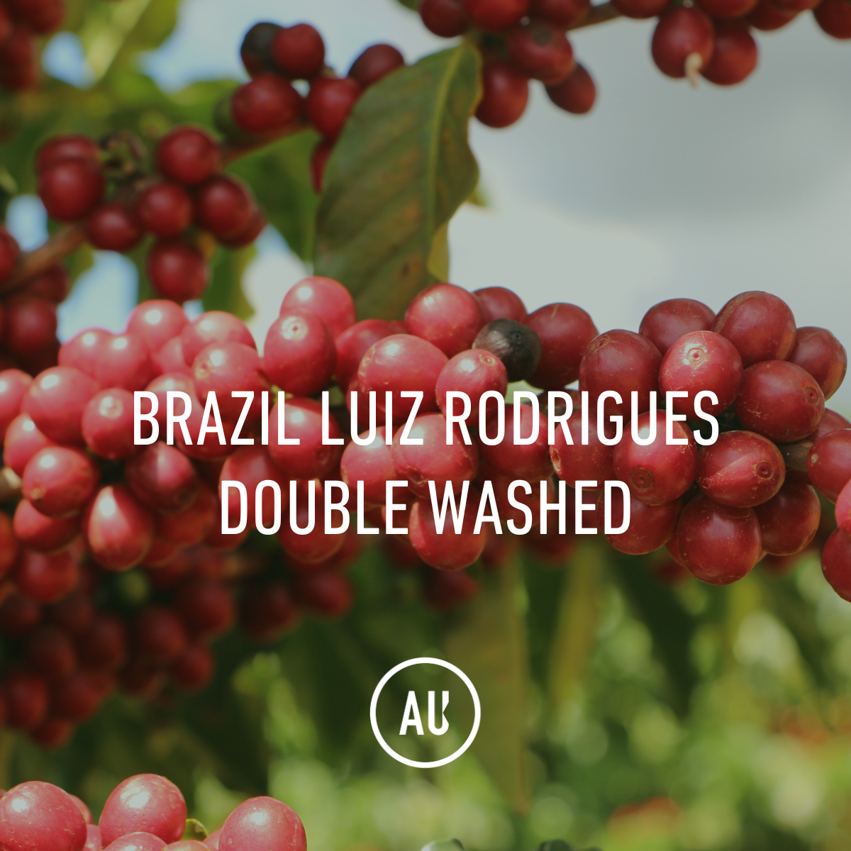 Brazil Luiz Rodrigues Double Washed 30kg