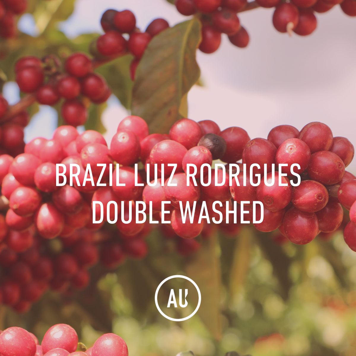 Brazil Luiz Rodrigues Double Washed 30kg