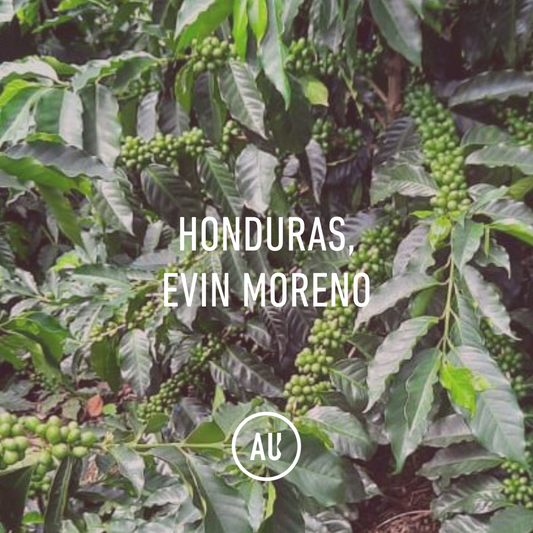 Honduras Evin Moreno SL28 Washed 35kg GP