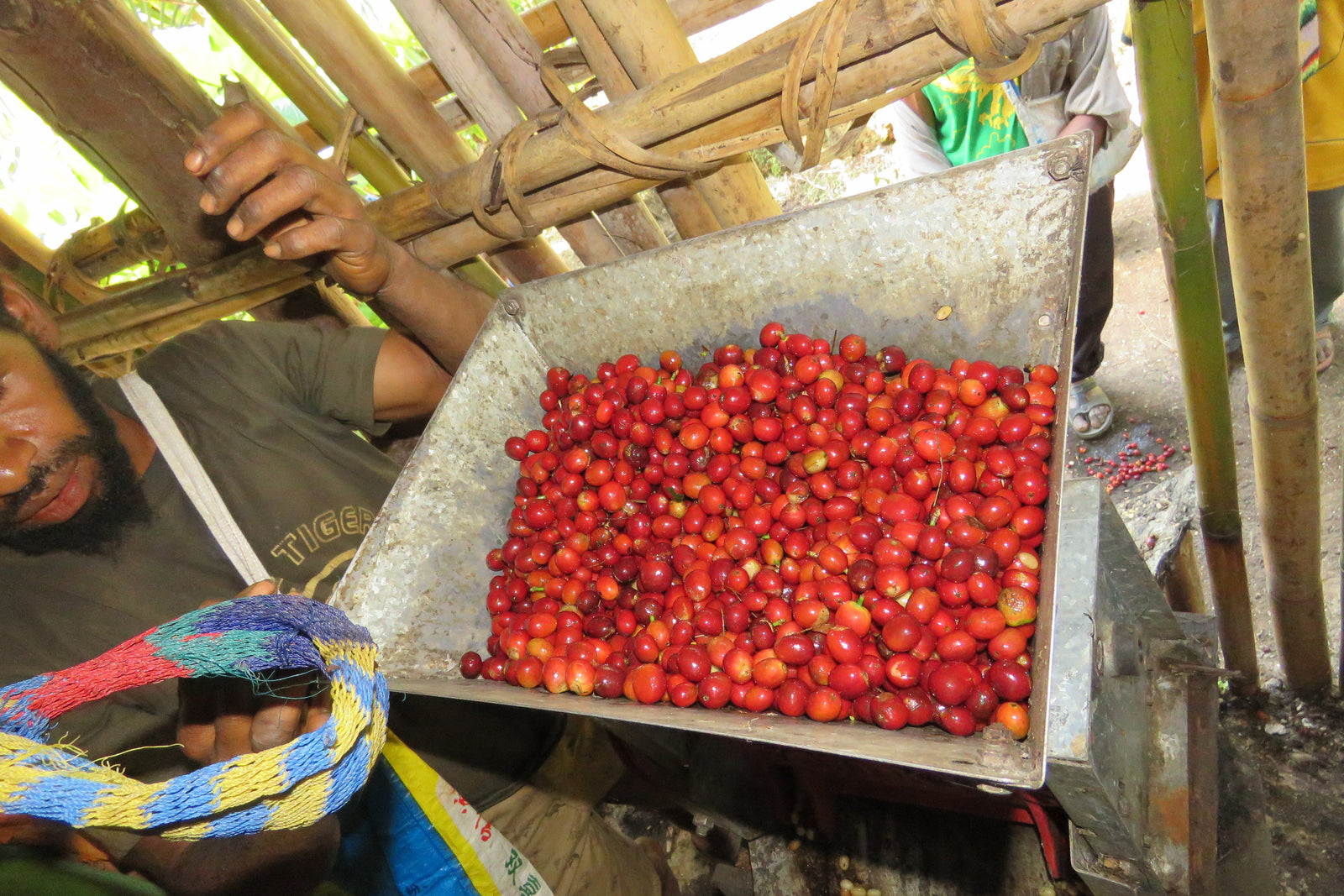Buying trip — Kongo Simbu Province A