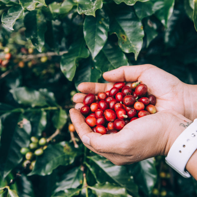 Honduras Coffee Importer | Wholesale Green Beans – Langdon Coffee Merchants